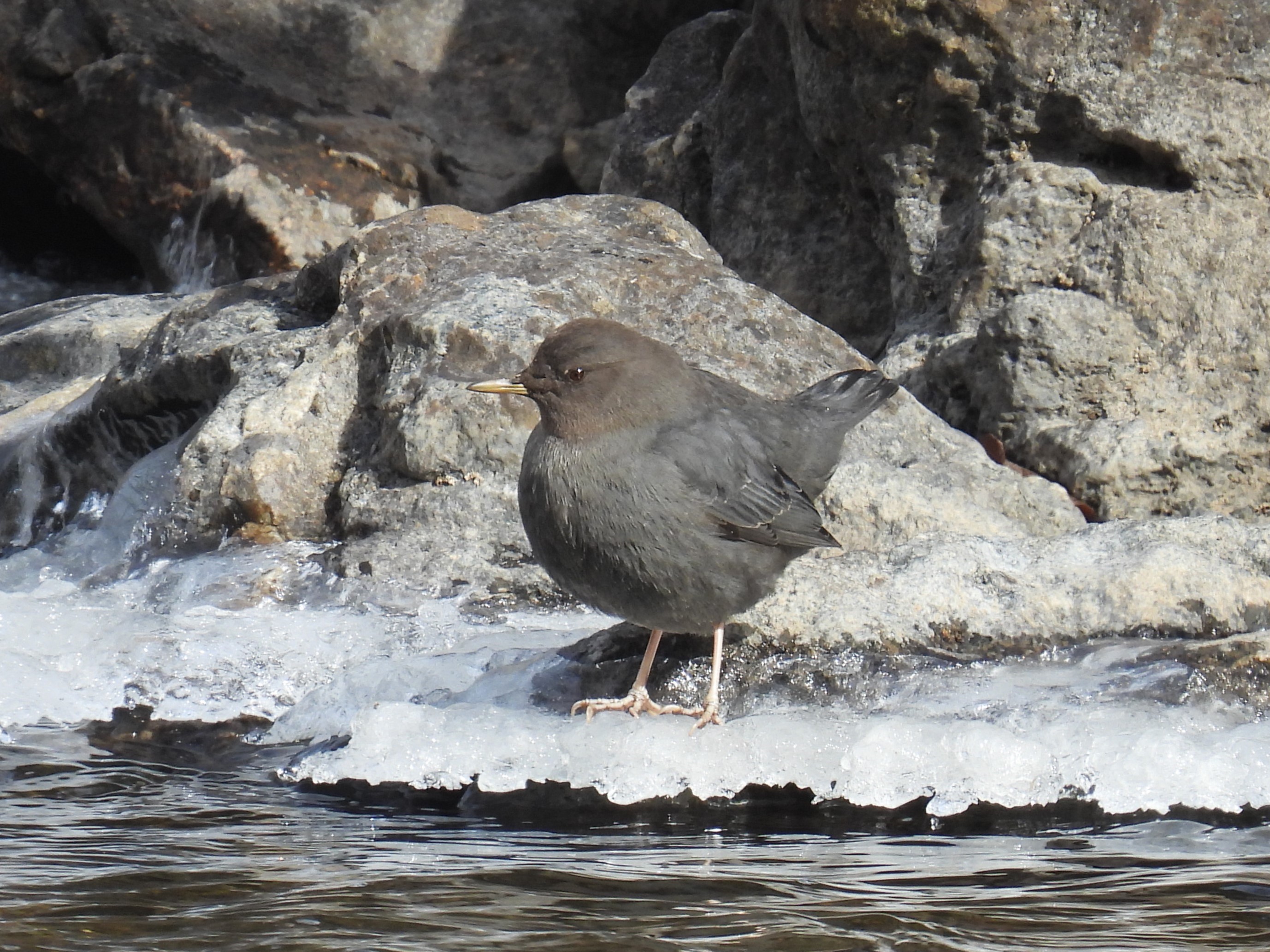 American Dipper
